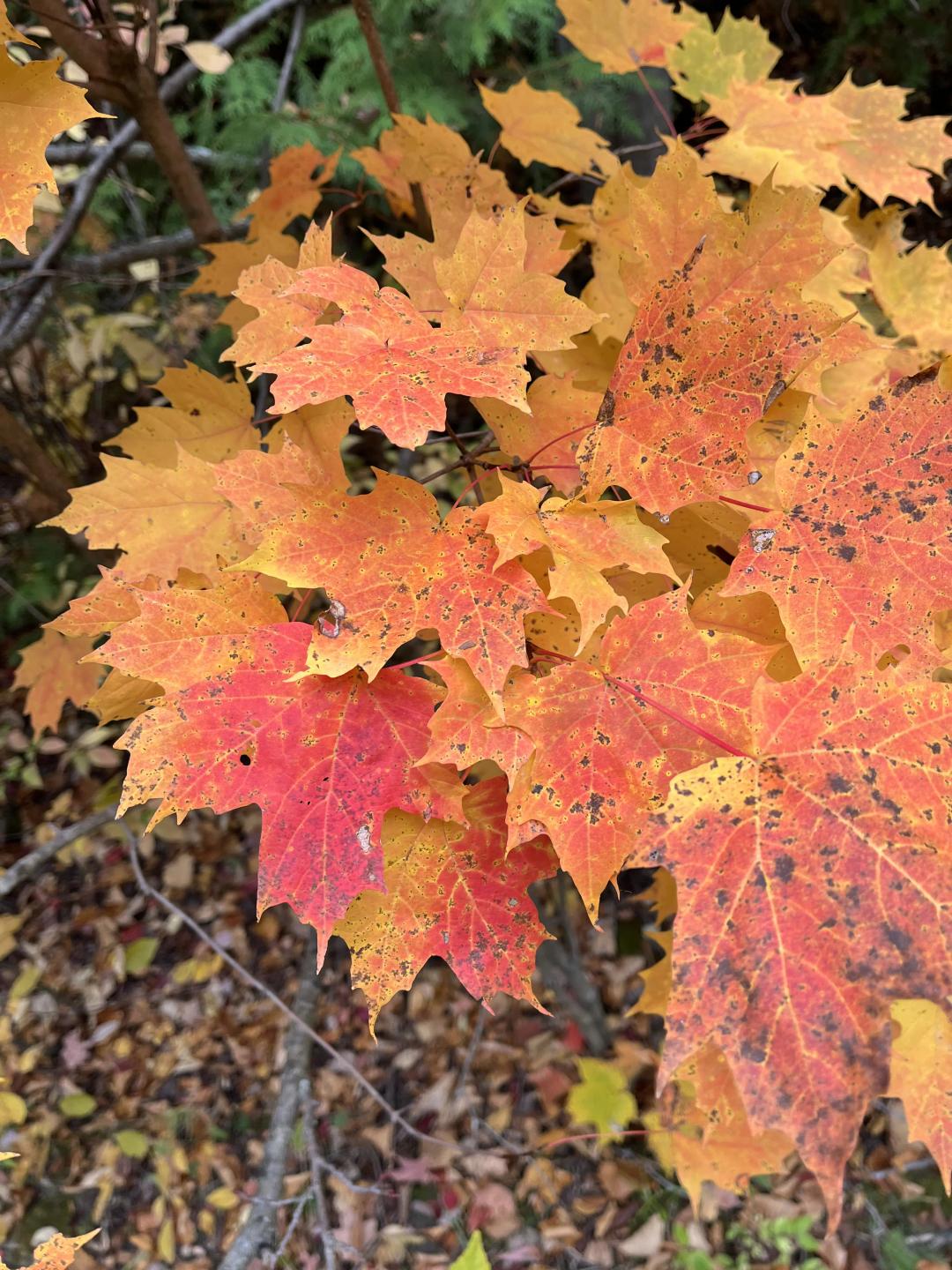 ontario fall colors